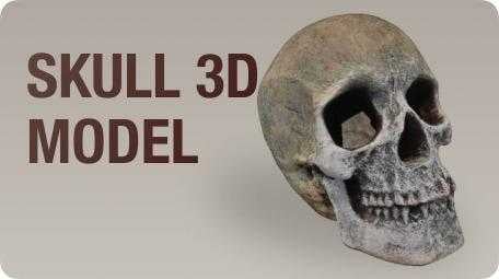 Skull 3D Model